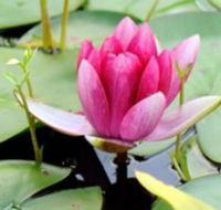 The Lotus Day Spa and Retreat - Getaway Accommodation