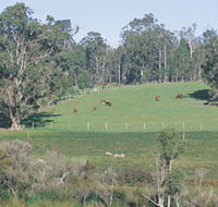 Scenic Drives - Bunbury Collie Donnybrook - Getaway Accommodation
