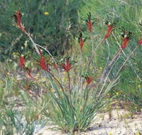 Kalbarri Wildflower Centre - Getaway Accommodation