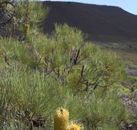 Lesueur Walk Trail Mount Lesueur - Getaway Accommodation