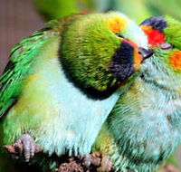 Rainbow Jungle - The Australian Parrot Breeding Centre - Getaway Accommodation