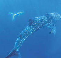 Ningaloo Marine Park - Getaway Accommodation