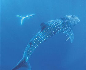 Ningaloo Marine Park - Getaway Accommodation 0