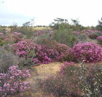 Reynoldson's Flora Reserve - Getaway Accommodation