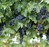 Capel Vale Wines - Getaway Accommodation