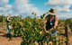 Torbreck Vintners - thumb 0