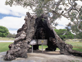 The Herbig Family Tree - Getaway Accommodation 0