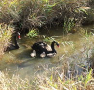 Tamar Island Wetlands Reserve and Interpretation Centre - Getaway Accommodation