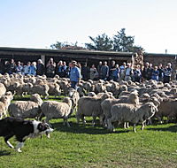 Curringa Farm - Accommodation and Farm Tours - Getaway Accommodation