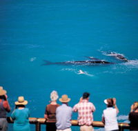 Whale Watching At Head Of Bight - Getaway Accommodation