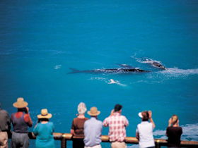 Whale Watching At Head Of Bight - Getaway Accommodation 0