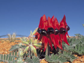 Alan Mclellan Lookout - Getaway Accommodation 0
