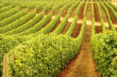 Schild Estate Wines - Getaway Accommodation 0