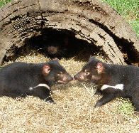 Wing's Wildlife Park - Getaway Accommodation