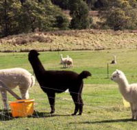 Maydena Country Cabins Accommodation  Alpaca Stud - Getaway Accommodation