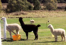 Maydena Country Cabins Accommodation & Alpaca Stud - Getaway Accommodation 0