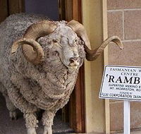 Tasmanian Wool Centre - Getaway Accommodation