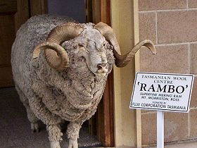Tasmanian Wool Centre - Getaway Accommodation 0