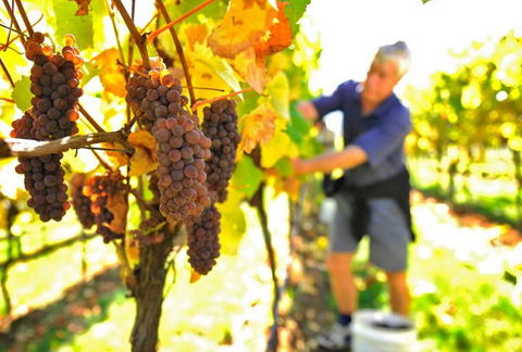 Native Point Wines - Getaway Accommodation 0