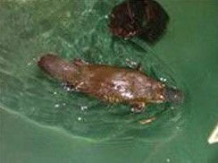 Platypus House - Getaway Accommodation 0