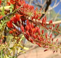Olive Pink Botanic Garden - Getaway Accommodation