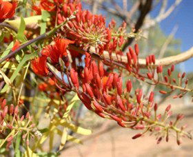 Olive Pink Botanic Garden - Getaway Accommodation 0