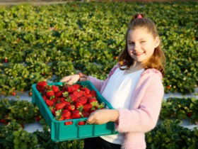 Strawberry Fields - Getaway Accommodation 0