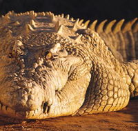 Koorana Crocodile Farm - Getaway Accommodation