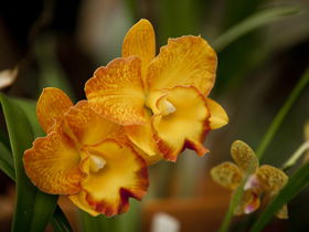 Queens Park - Orchid House - Getaway Accommodation 0
