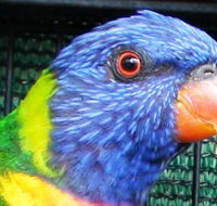 Fraser Coast Wildlife Sanctuary - Getaway Accommodation