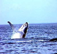 Whale Watching - Getaway Accommodation