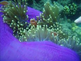 The Lady Bowen Dive Site - Getaway Accommodation 0