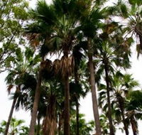 Palm Tree Creek - Getaway Accommodation