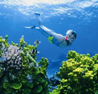 Wheeler Reef Dive Site - Getaway Accommodation