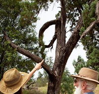 Charleville - Outback Native Timber Walk - Getaway Accommodation
