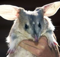 Charleville - Bilby Experience - Getaway Accommodation