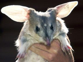 Charleville - Bilby Experience - Getaway Accommodation 0