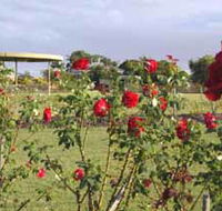 Elizabeth Park Rose Gardens - Getaway Accommodation