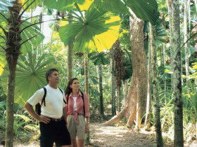 Licuala State Forest - Getaway Accommodation 0