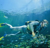 Manta Ray Bommie Dive Site - Getaway Accommodation