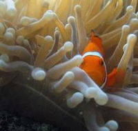 Flat Rock Dive Site - Getaway Accommodation