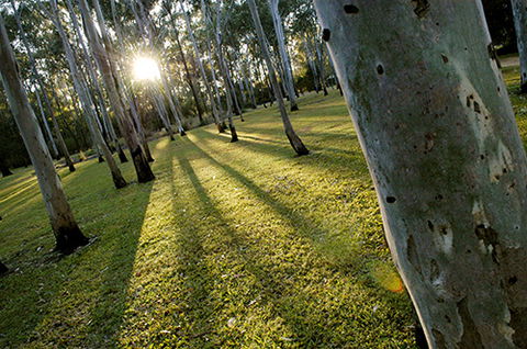 Tondoon Botanic Gardens - Getaway Accommodation 0