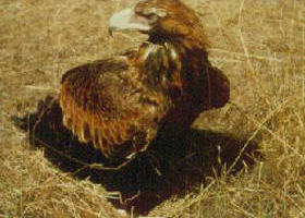 Long Forest Nature Conservation Reserve - Getaway Accommodation 0