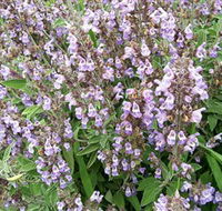 Otway Herbs - Getaway Accommodation