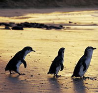 Phillip Island Nature Park - Getaway Accommodation