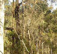 Warby-Ovens National Park - Getaway Accommodation