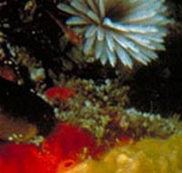 Point Cooke Marine Sanctuary - Getaway Accommodation