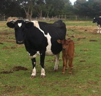 Animal Land Children's Farm - Getaway Accommodation