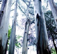 Dandenong Ranges National Park - Getaway Accommodation