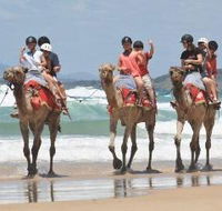 Camel Rides with Coffs Coast Camels - Getaway Accommodation